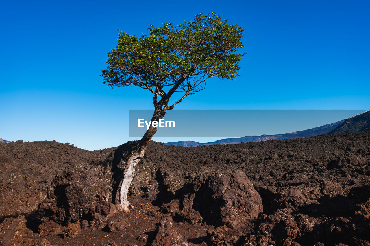 Tree on rocks against clear blue sky