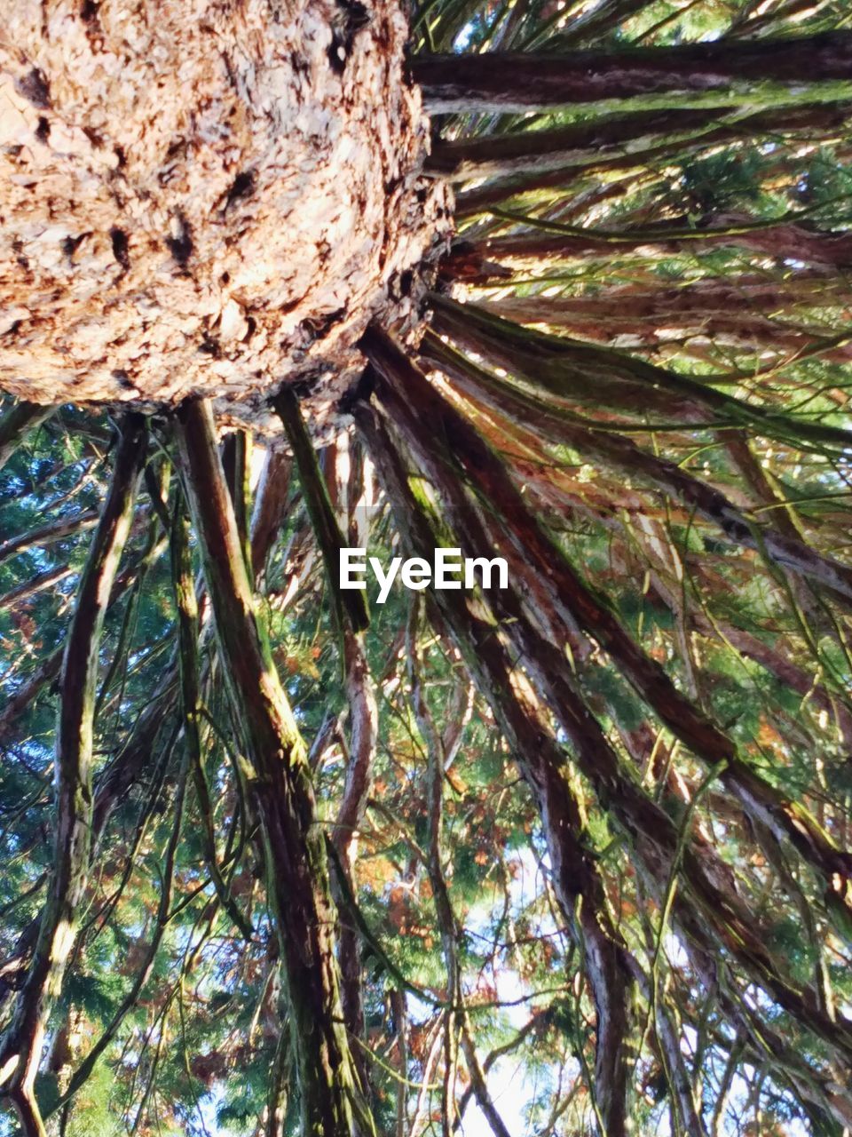 CLOSE-UP LOW ANGLE VIEW OF TREE