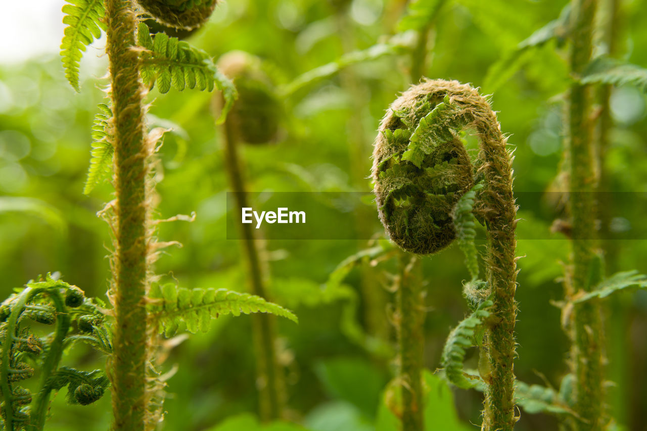 Stems of coiled ferns in a green forest, spring view
