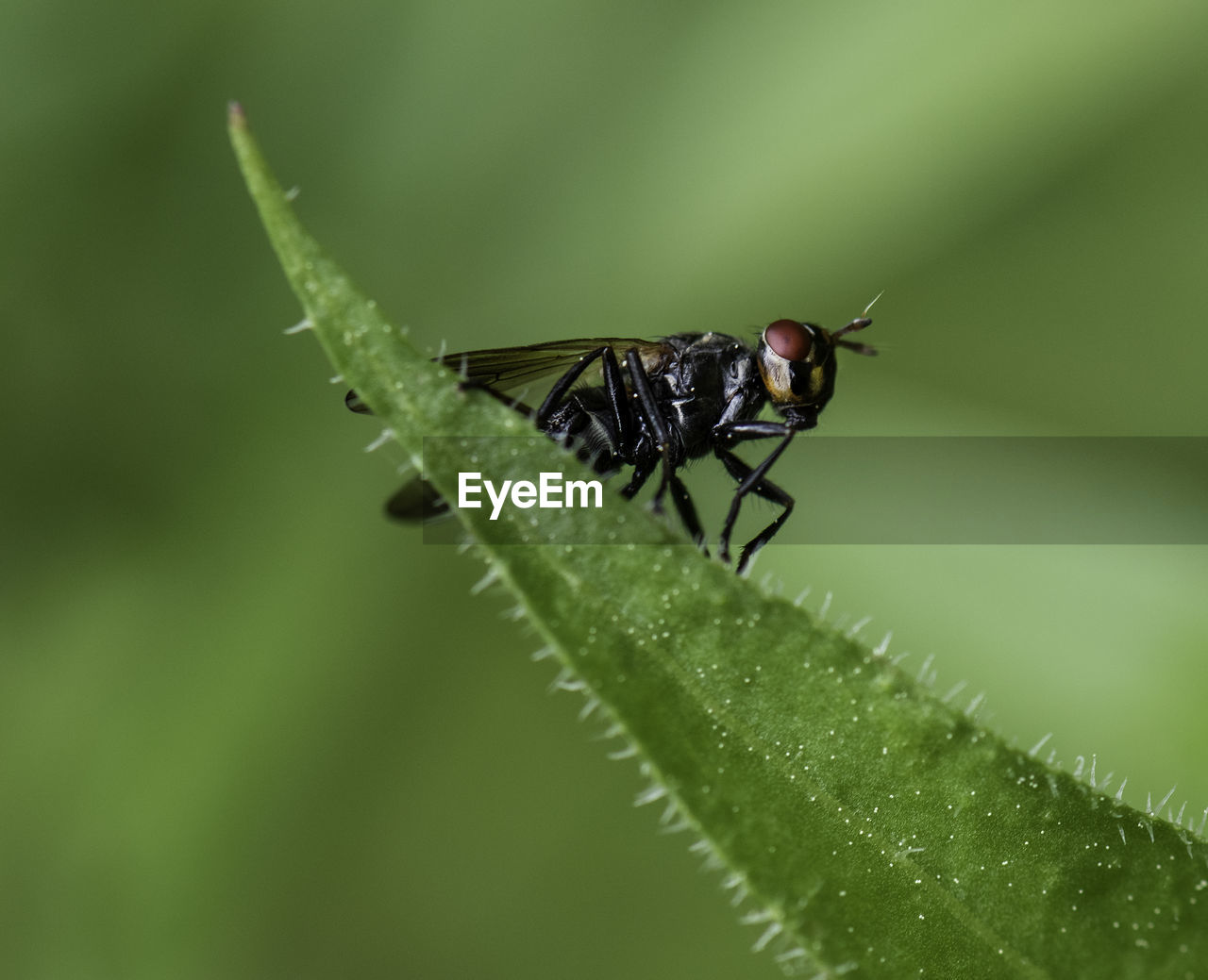 Close-up of insect on leaf