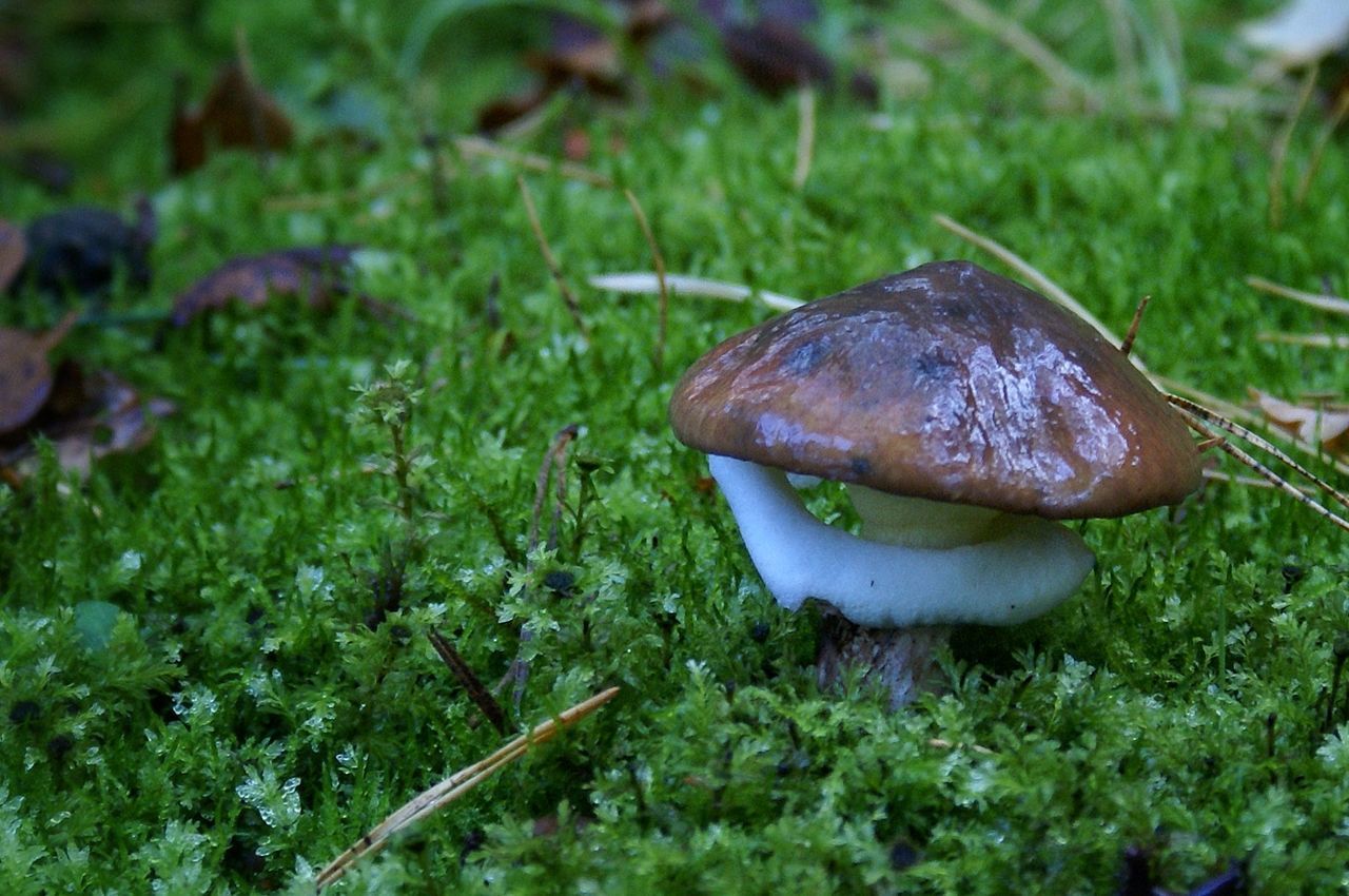 CLOSE-UP OF A MUSHROOM