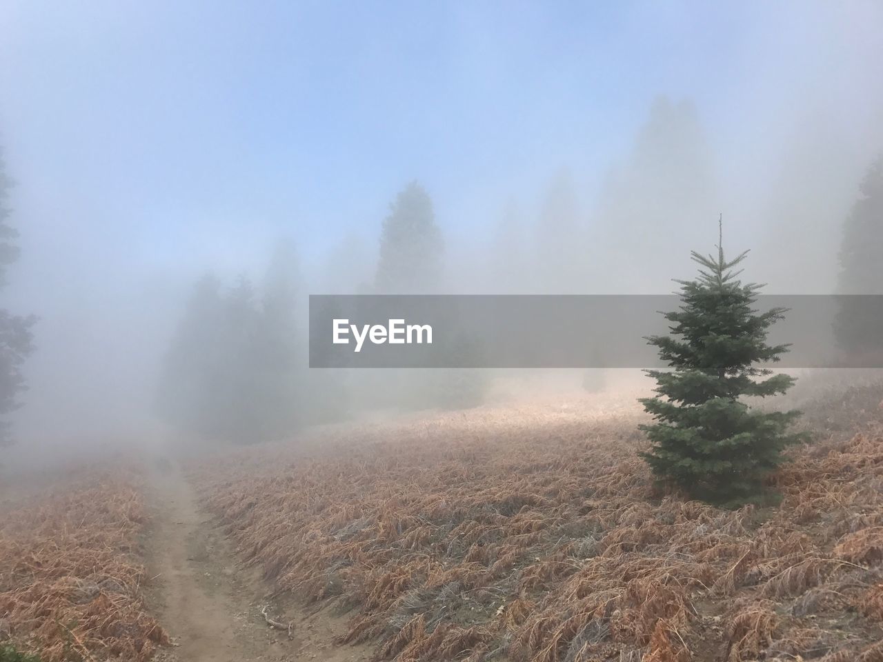 SCENIC VIEW OF TREES ON FIELD AGAINST SKY