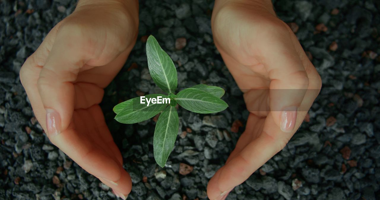 cropped hand of person holding plant