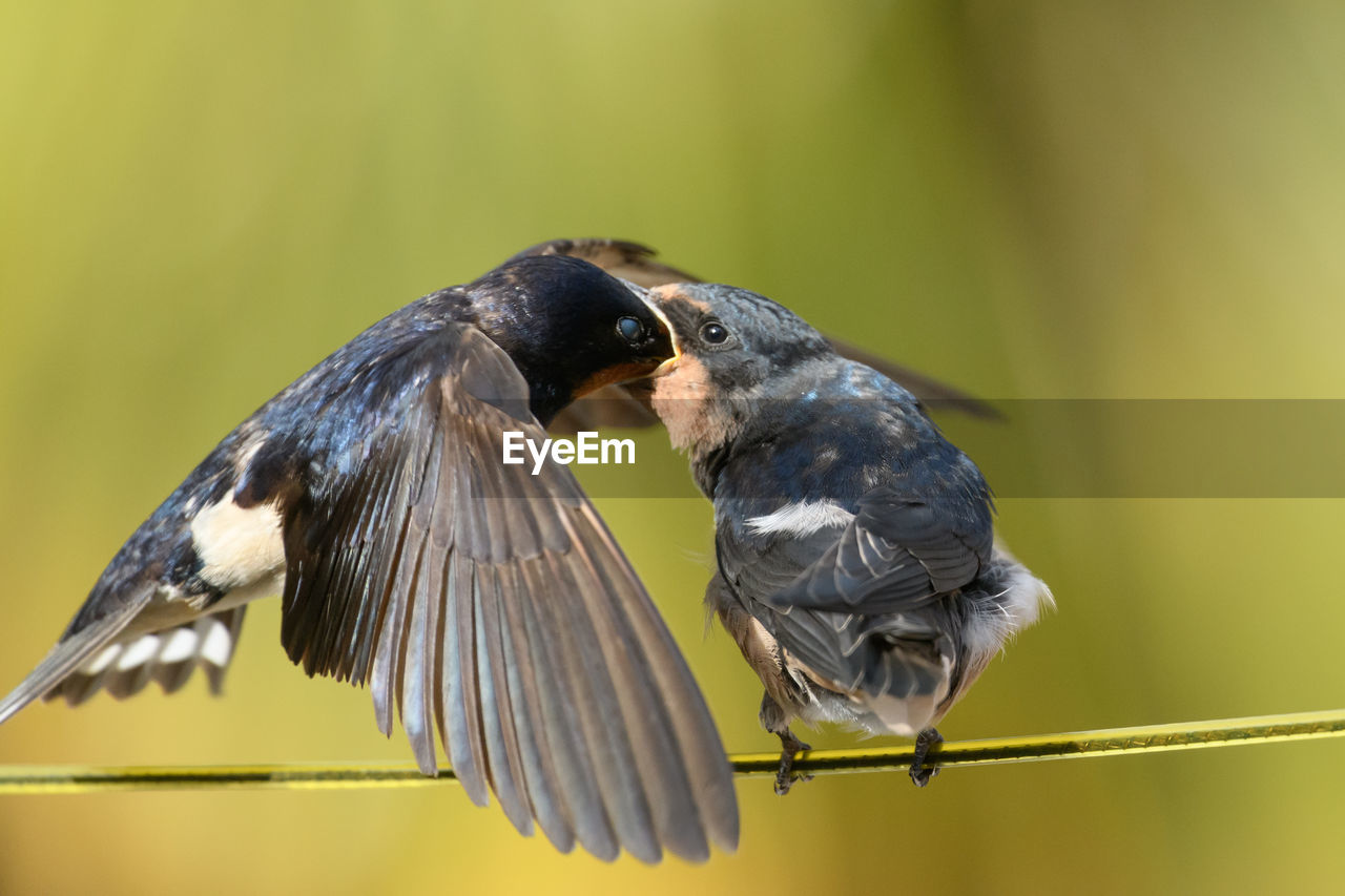 BIRD PERCHING ON A FEEDER