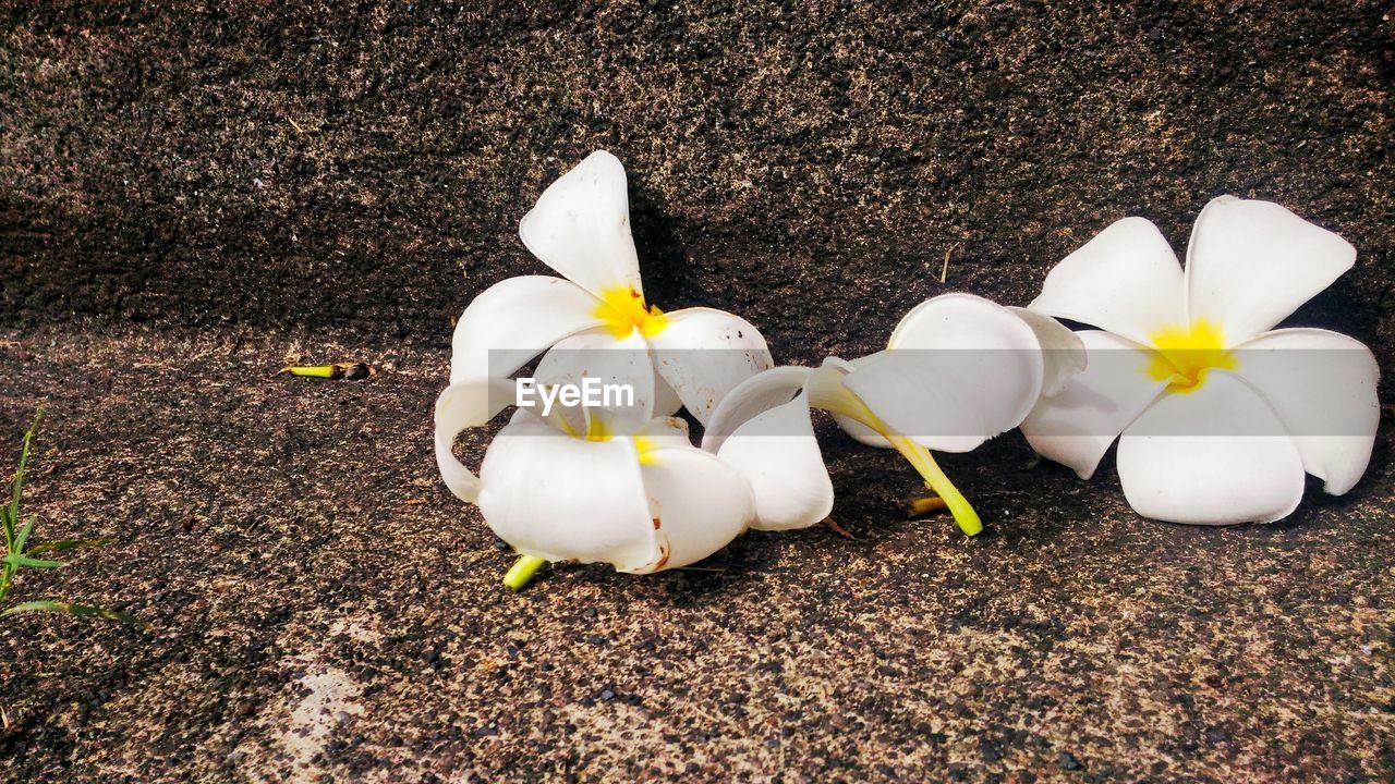 High angle view of fallen white flowers