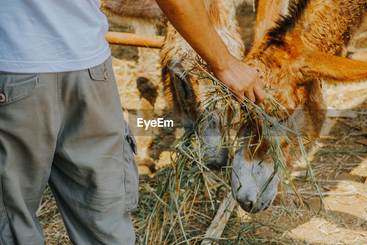 Midsection of farmer feeding plants to donkeys at farm