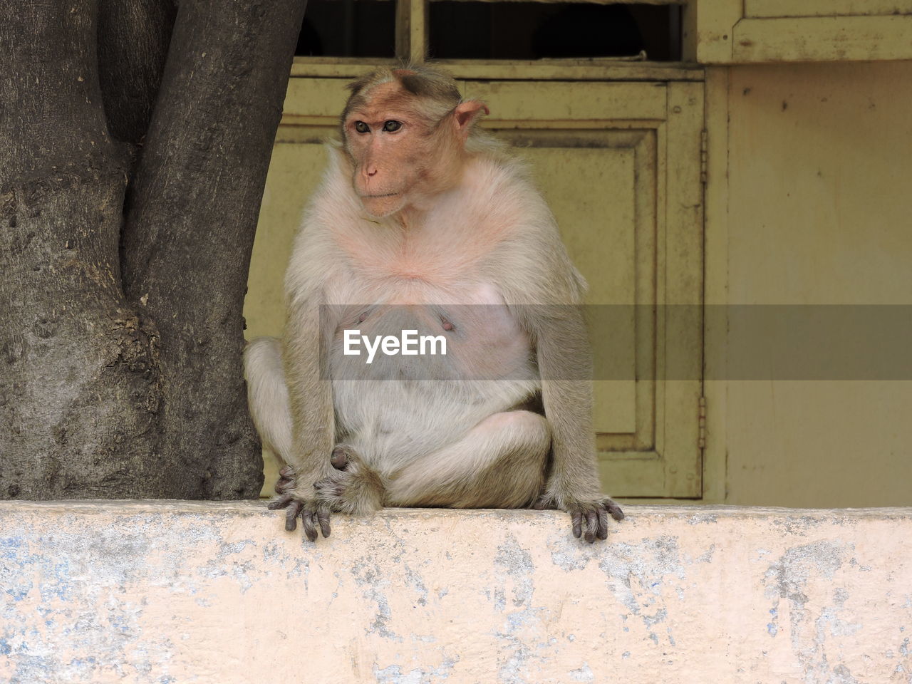 MONKEY SITTING ON STONE