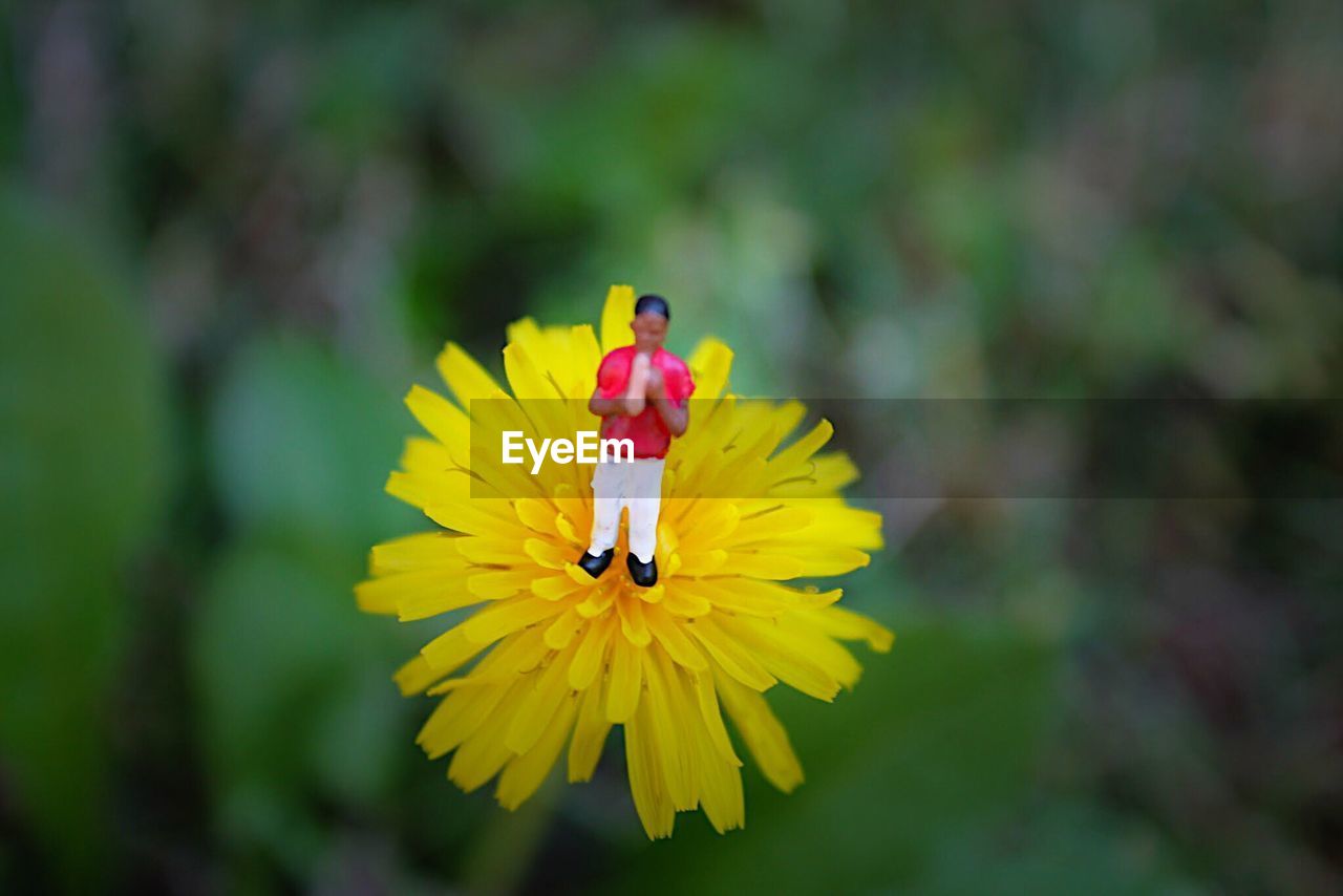 INSECT ON YELLOW FLOWER