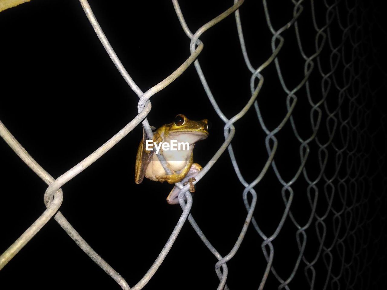 Close-up of frog on chainlink fence at night