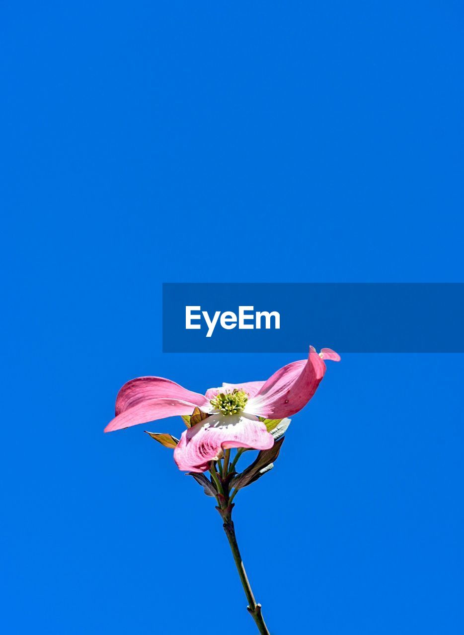 Low angle view of pink flower against blue sky