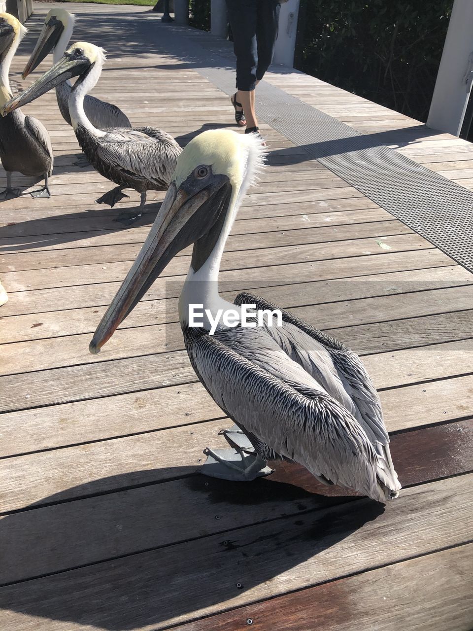 CLOSE-UP OF BIRD ON WOOD FOOTPATH