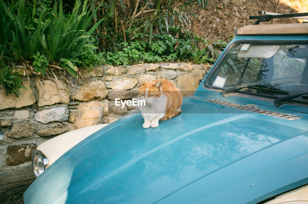 Cat sitting on car hood against trees