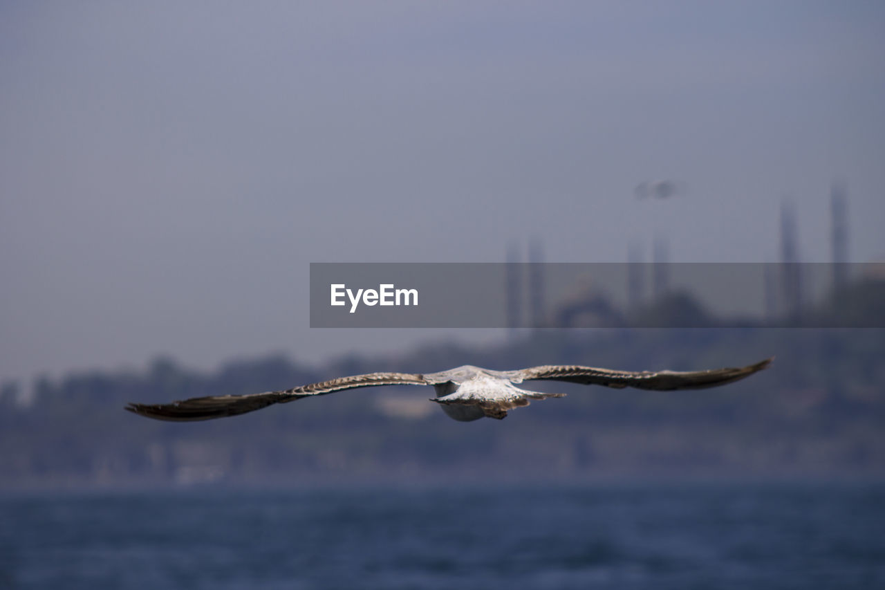 Rear view of bird in flight