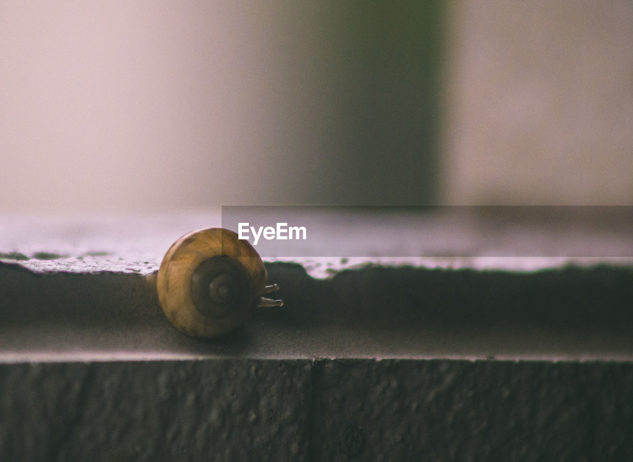 Close-up of snail on wall