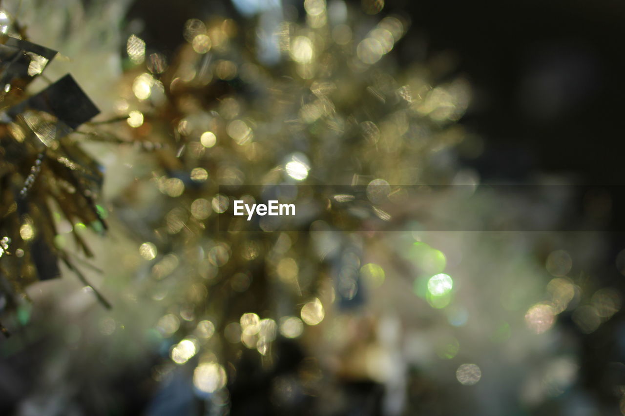 DEFOCUSED IMAGE OF CHRISTMAS TREE AGAINST BLURRED BACKGROUND