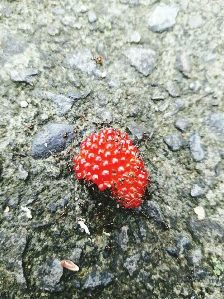 HIGH ANGLE VIEW OF FLY AGARIC ON ROCK