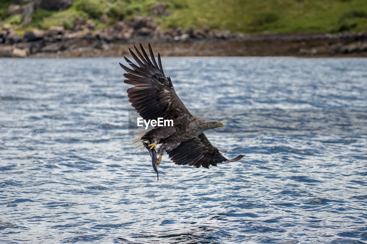 A white-tailed eagle fishing