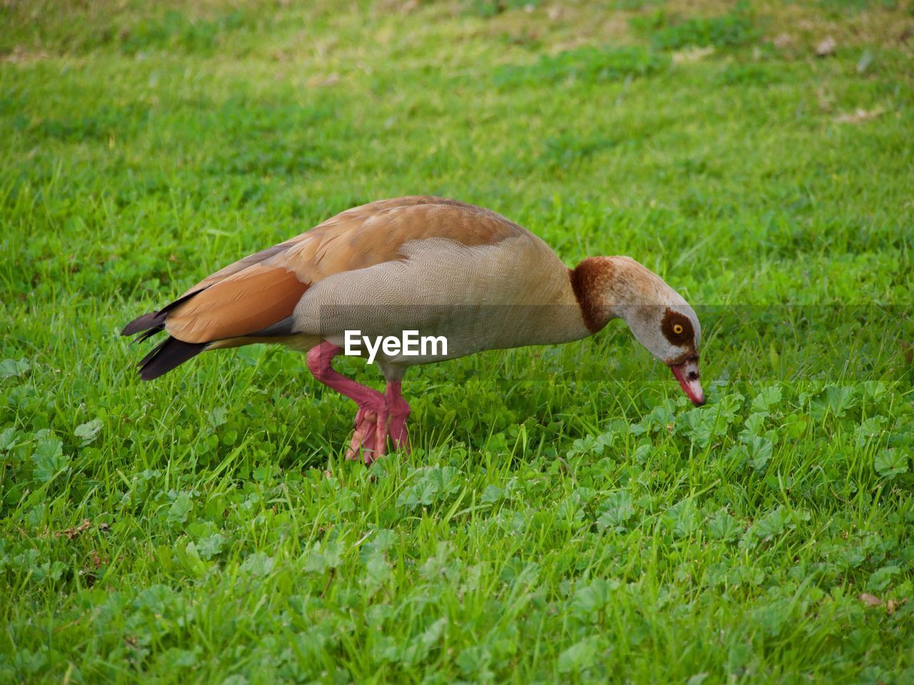 SIDE VIEW OF DUCK ON GRASS