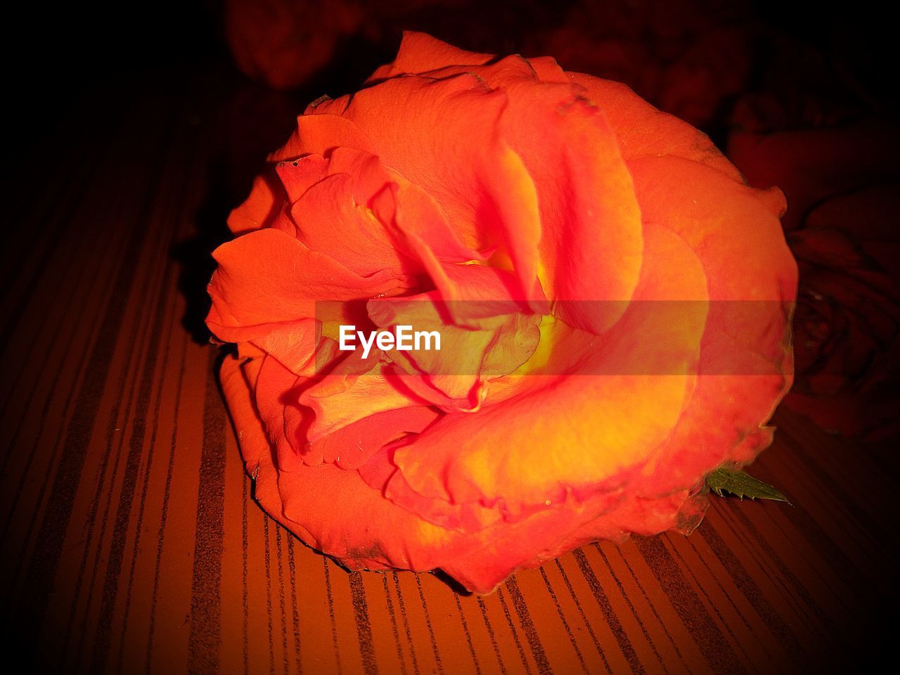 CLOSE-UP OF ORANGE ROSE IN RED ROOM