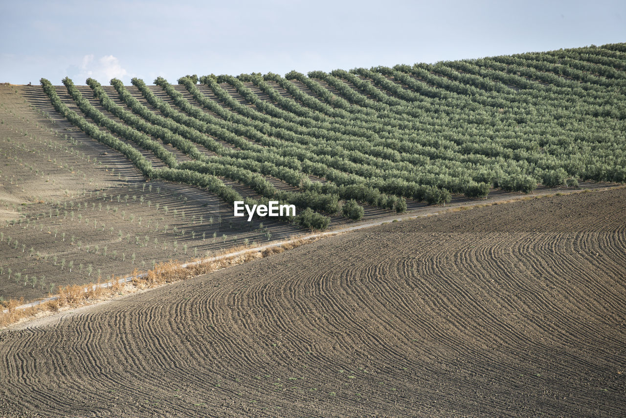 Scenic view of agricultural field against sky