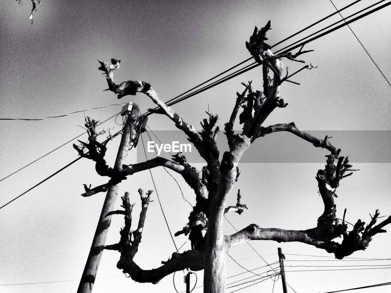 Low angle view of bare tree and electricity pylons against clear sky