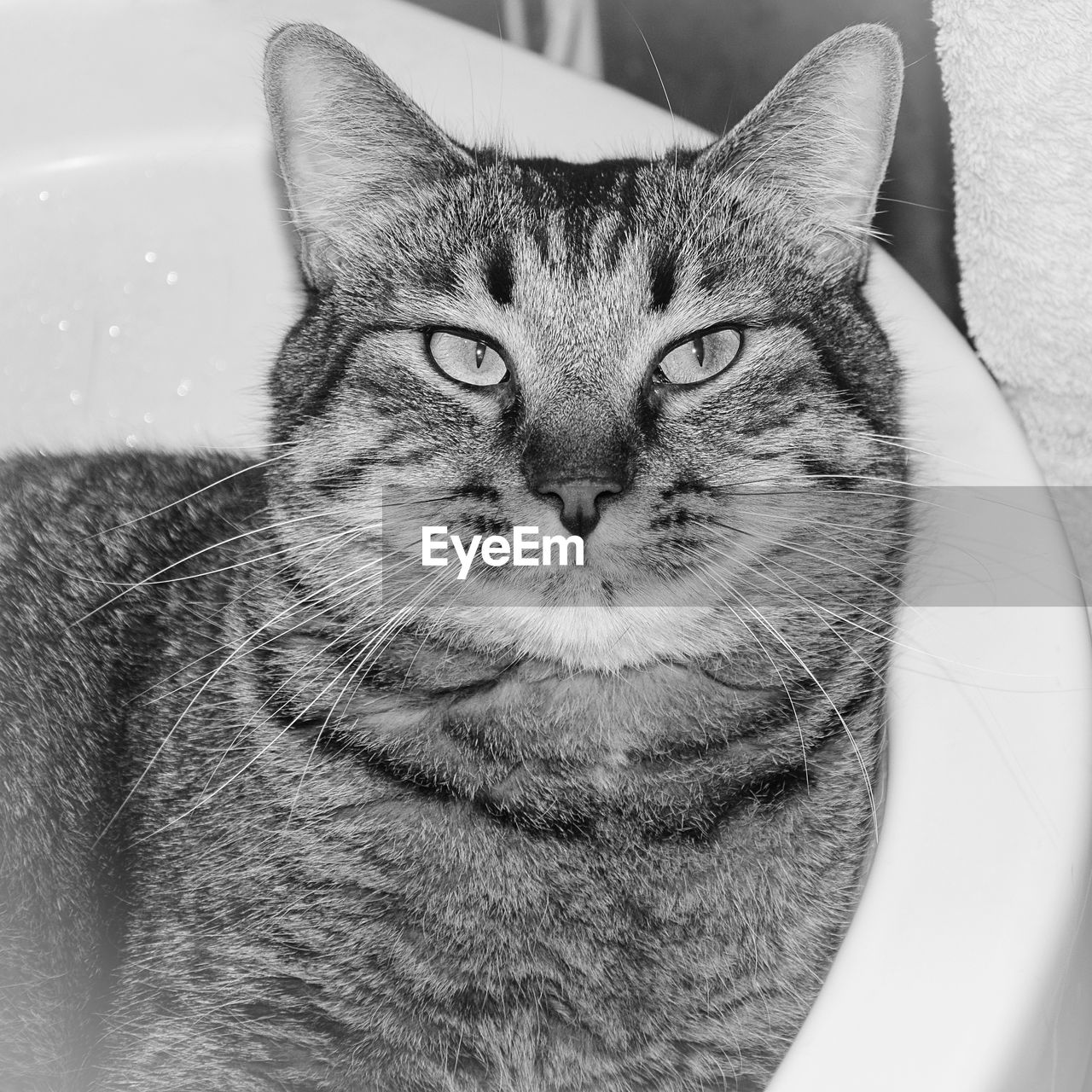 Close-up portrait of cat relaxing in bathtub
