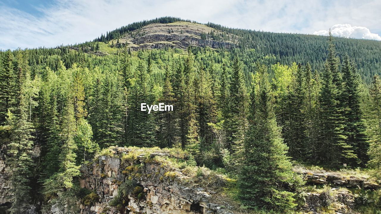 Scenic view of pine trees against sky