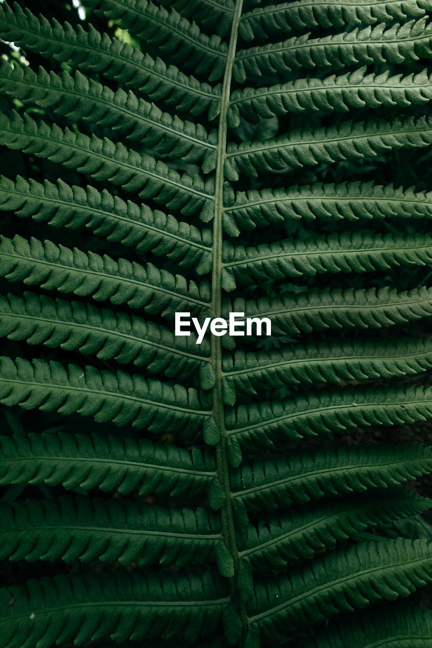 FULL FRAME SHOT OF GREEN METAL GRATE