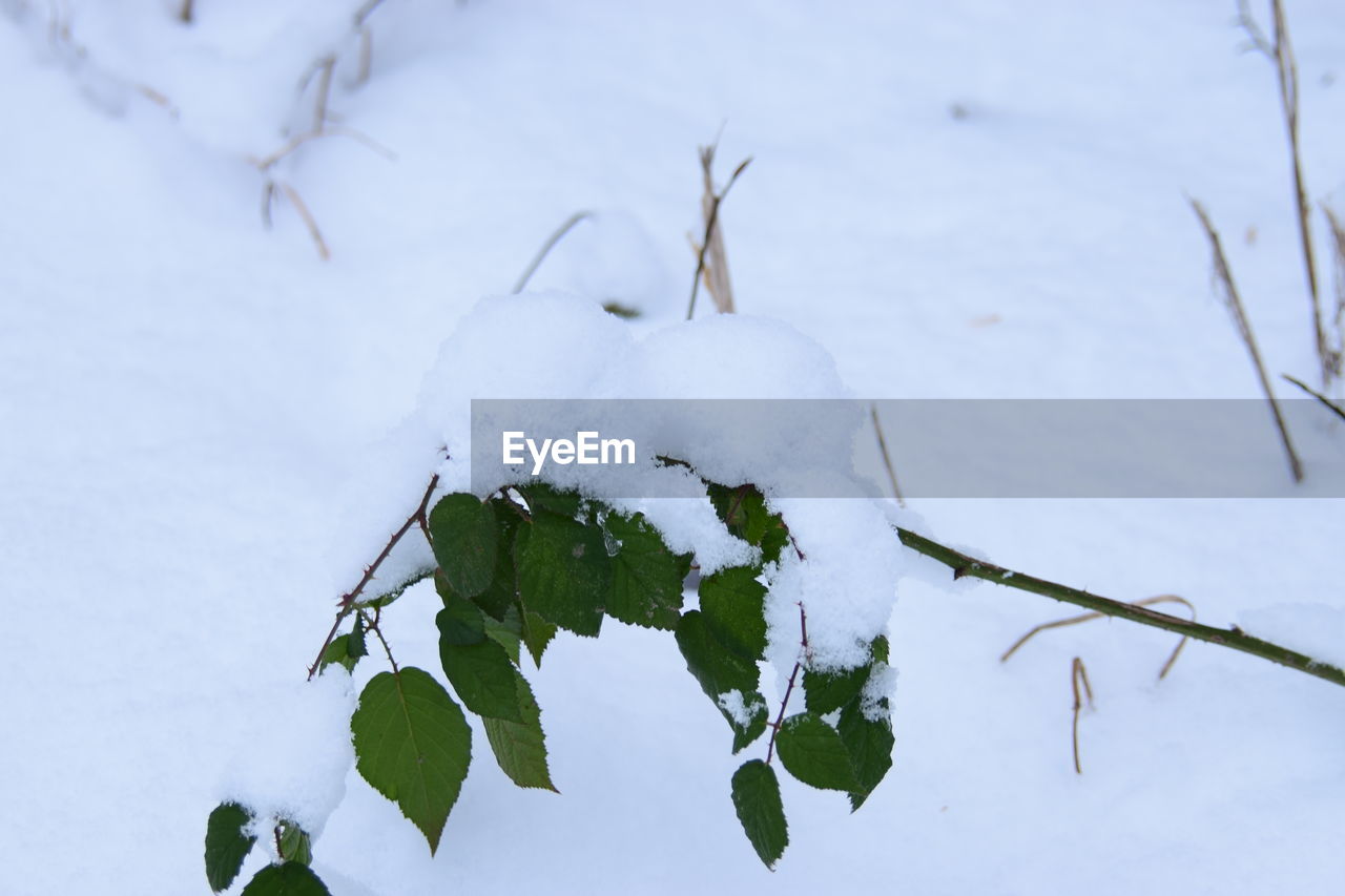 CLOSE-UP OF FROZEN PLANTS