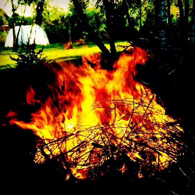 tree, fire, burning, nature, heat, flame, plant, no people, bonfire, orange color, forest, outdoors, land, motion, glowing, branch, campfire, environment, day