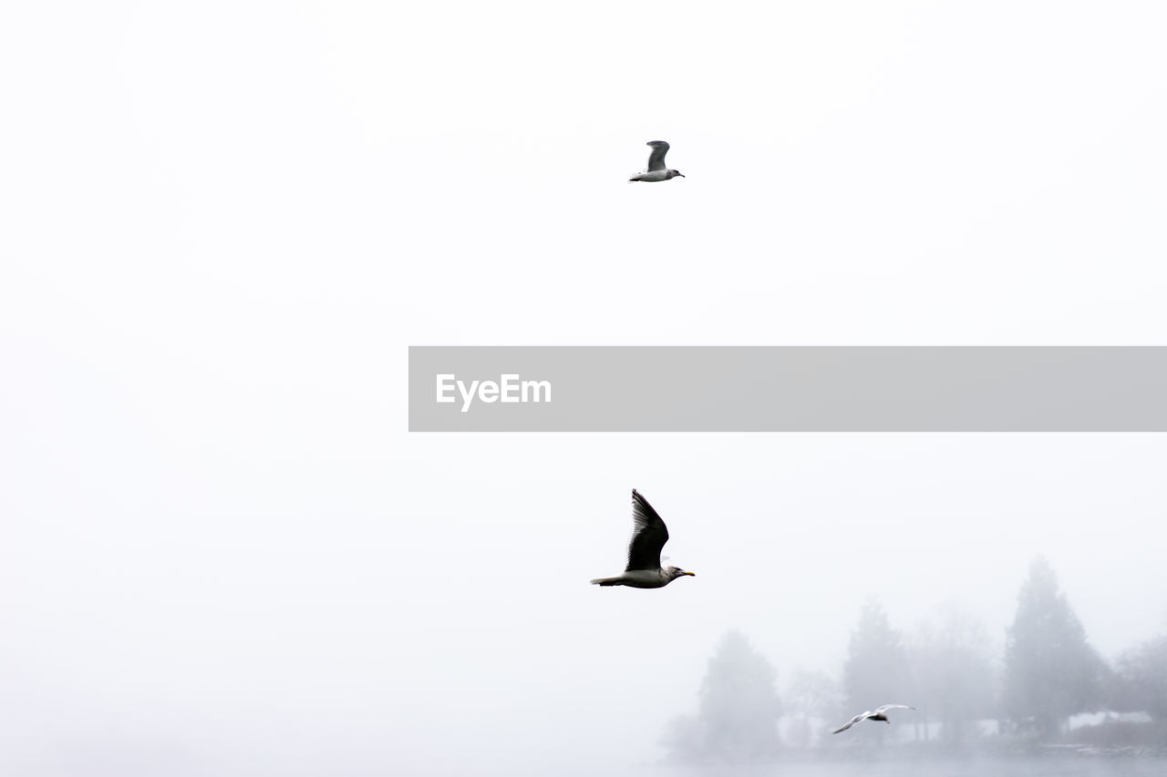 Low angle view of birds flying against clear sky