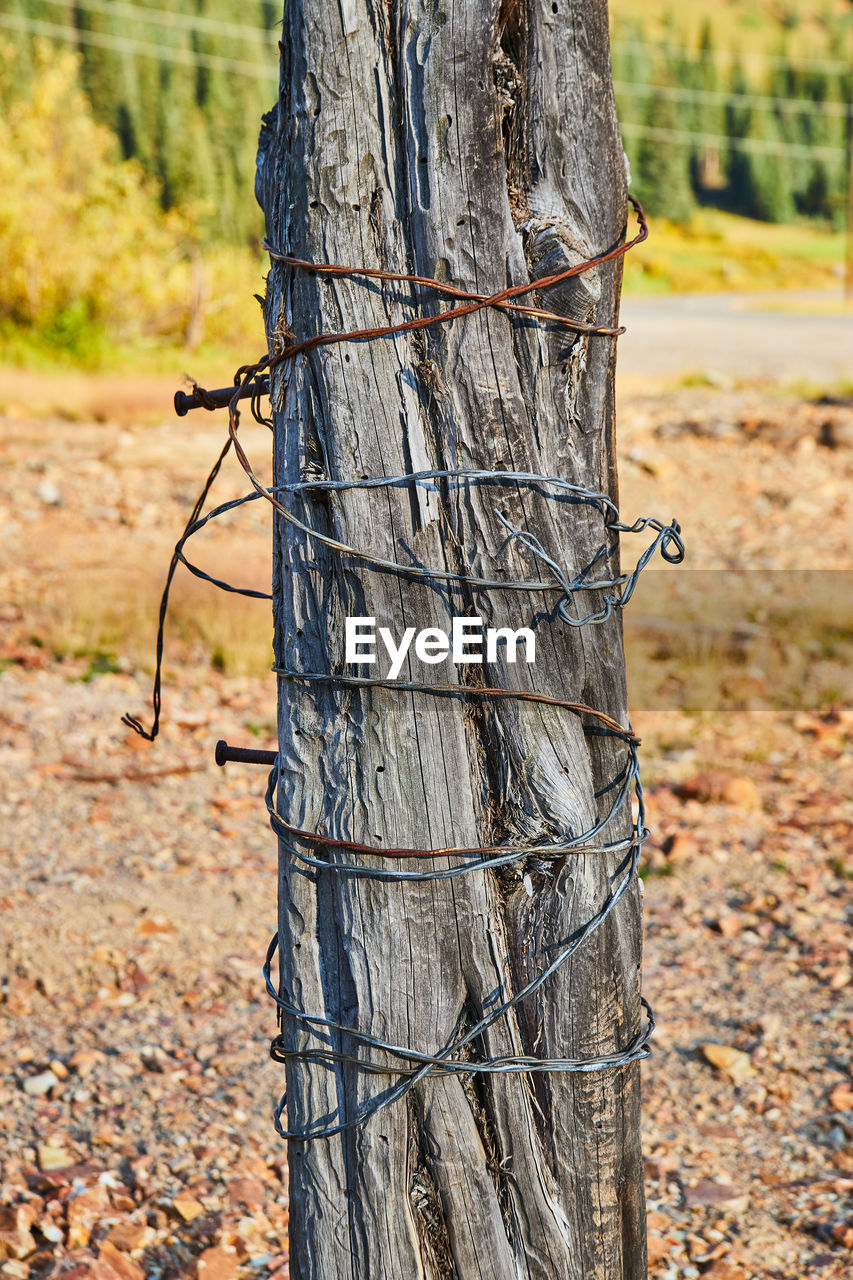 CLOSE-UP OF BARBED WIRE ON TREE TRUNK AT FOREST
