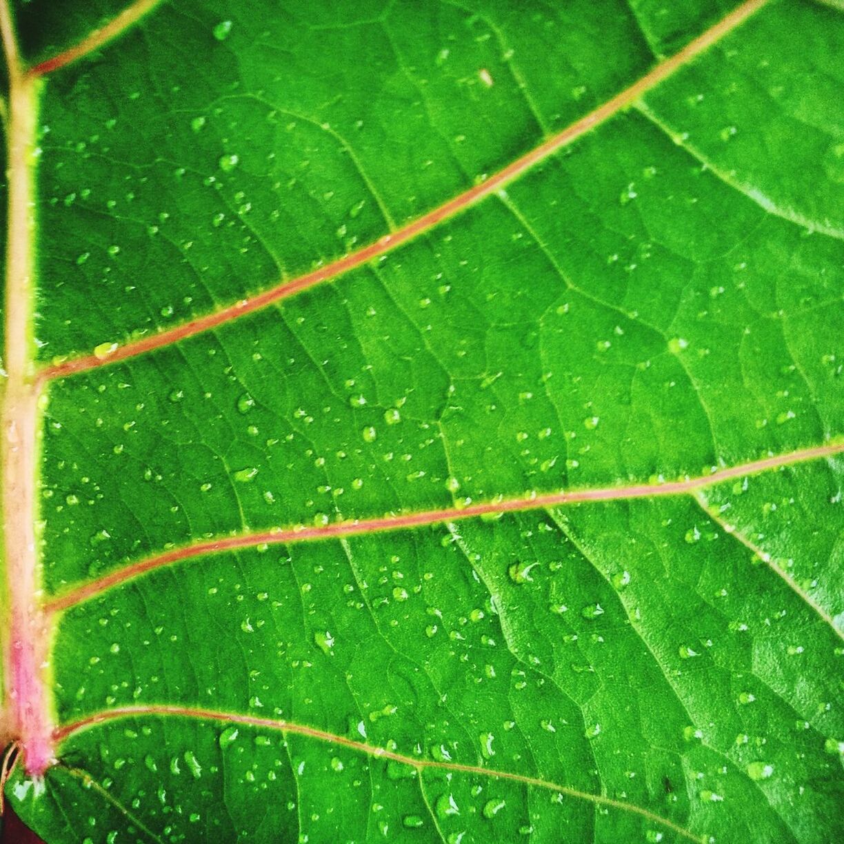 CLOSE-UP OF LEAVES ON LEAF