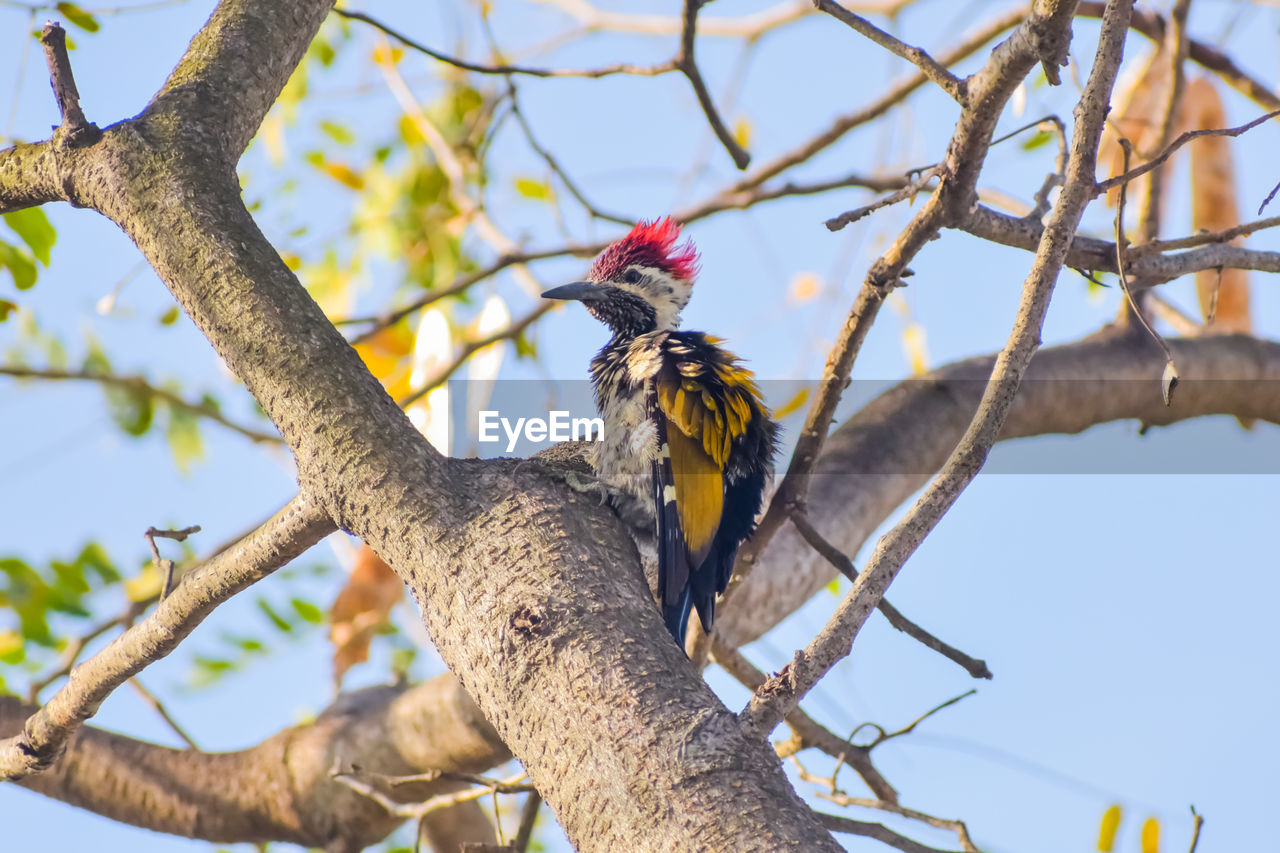 Low angle view of a flameback woodpecker bird perching on tree
