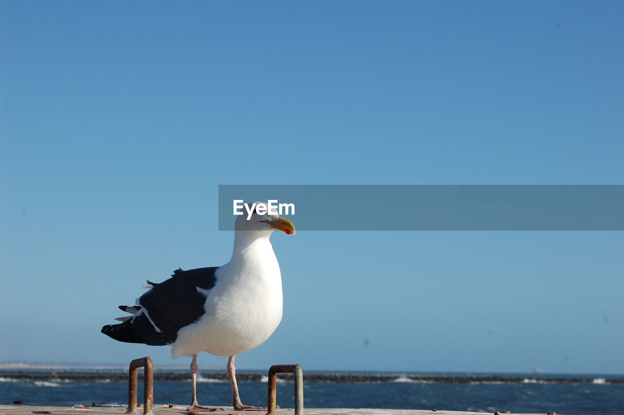 Seagull perching against clear blue sky