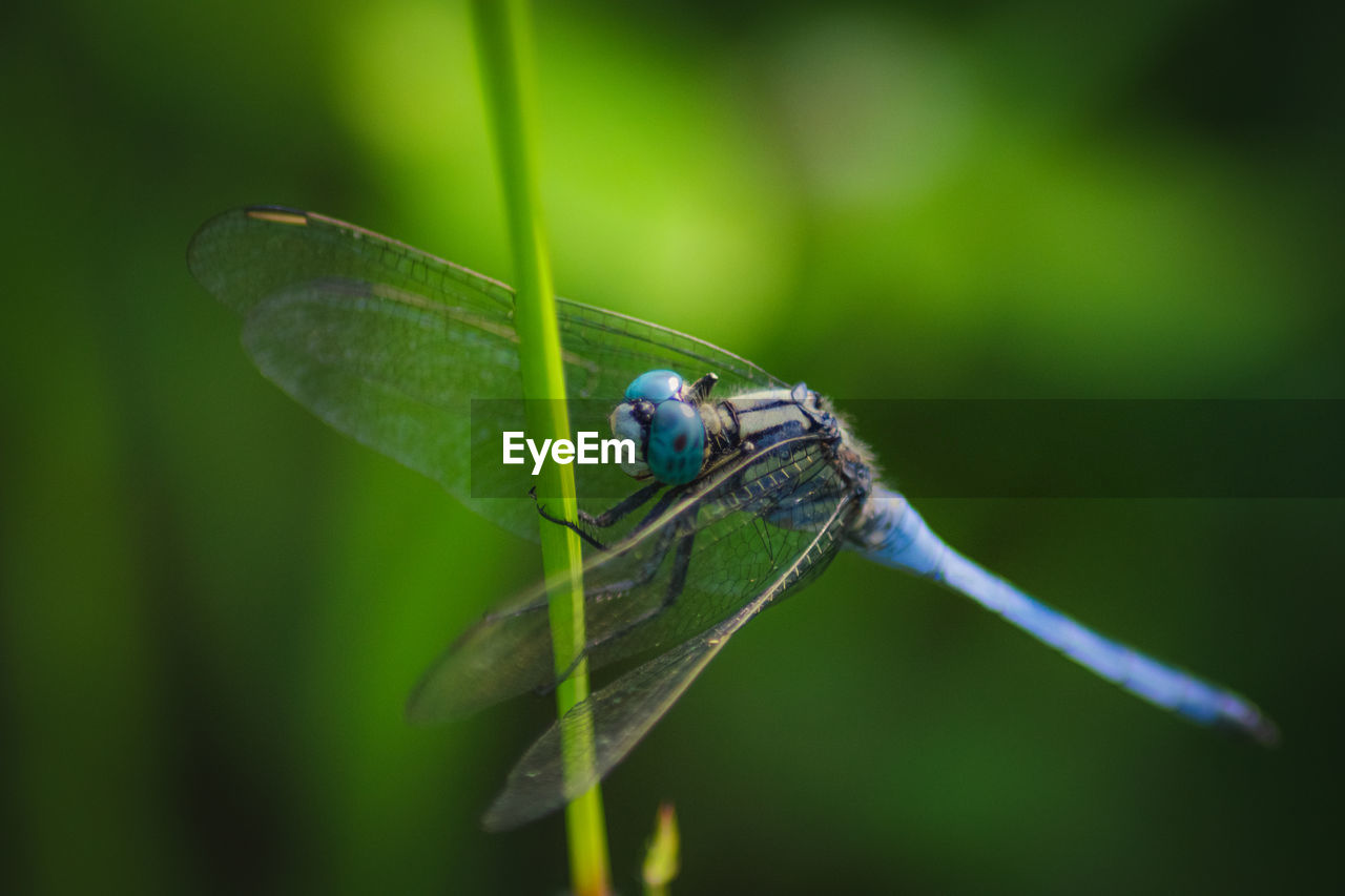 CLOSE-UP OF DRAGONFLY ON A GREEN LEAF