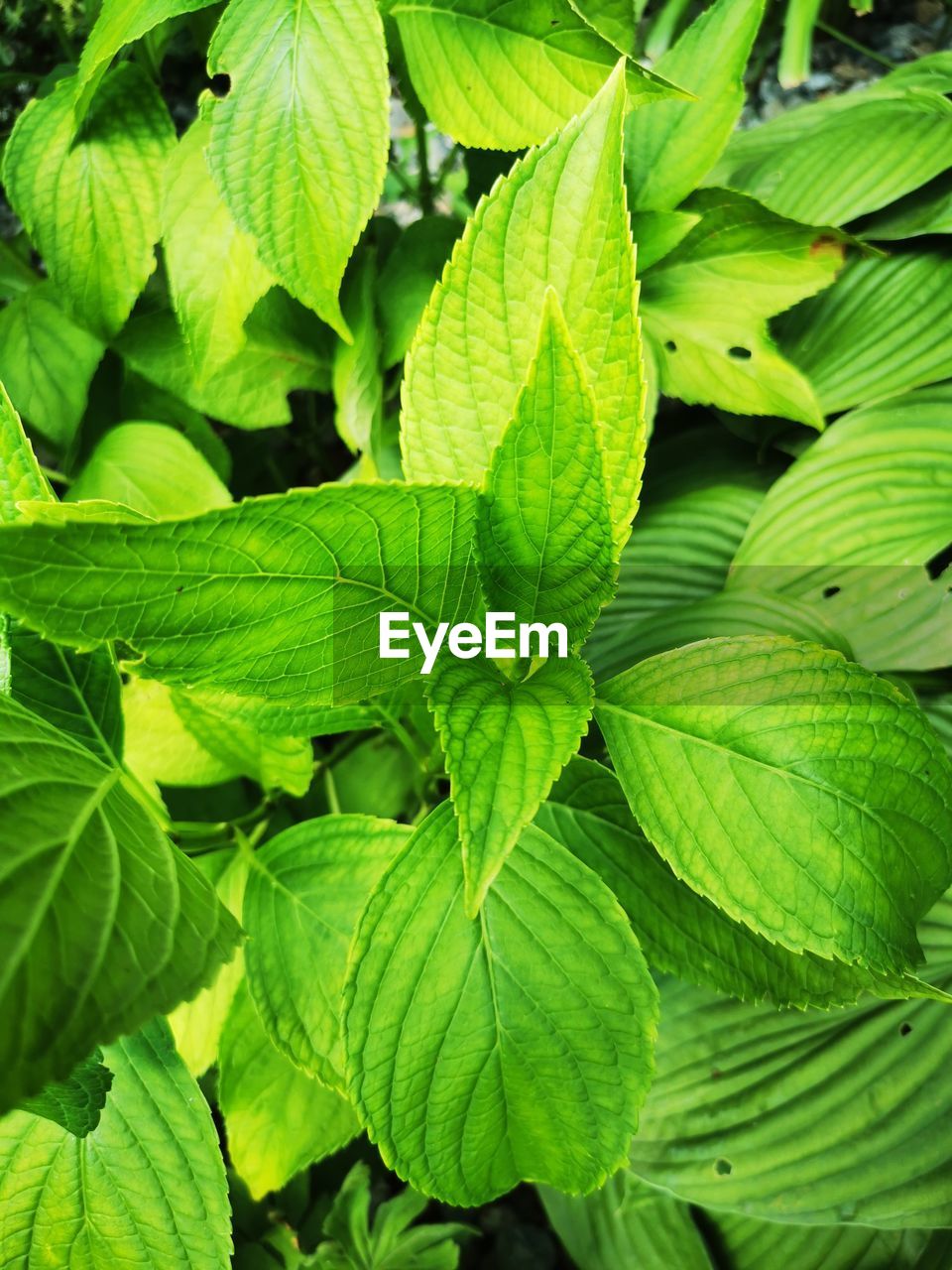 CLOSE-UP OF GREEN LEAVES