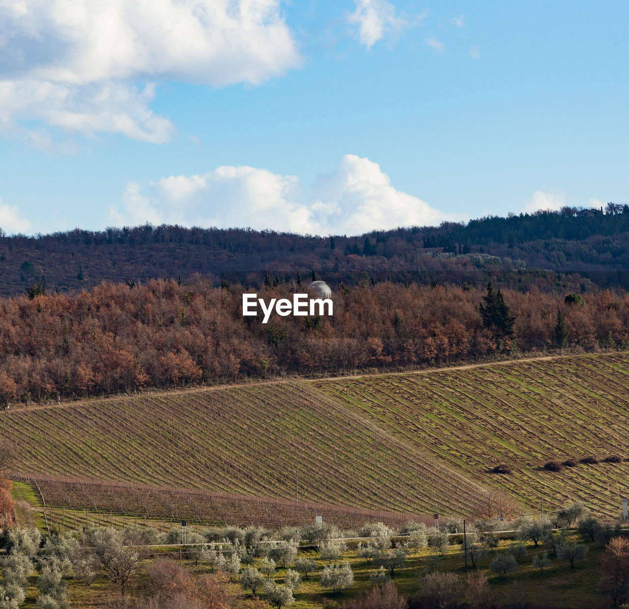 Tuscany hills rural countryside landscape, cypress passages and vineyard. wheat, olives cultivation.