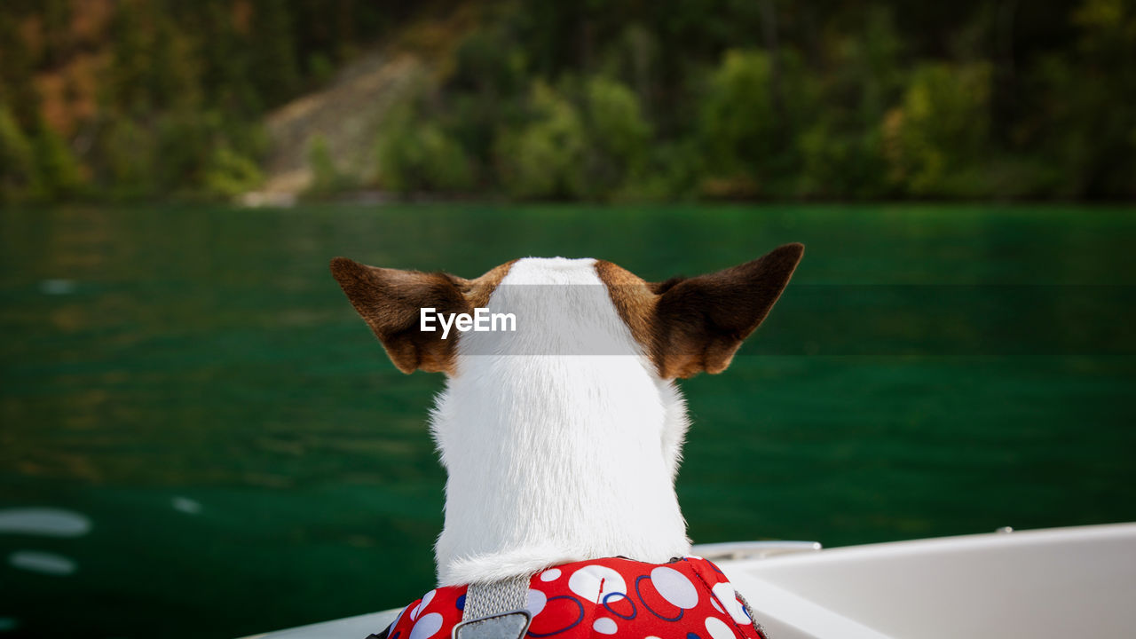 Dog with large ears looking out at green lake from boat