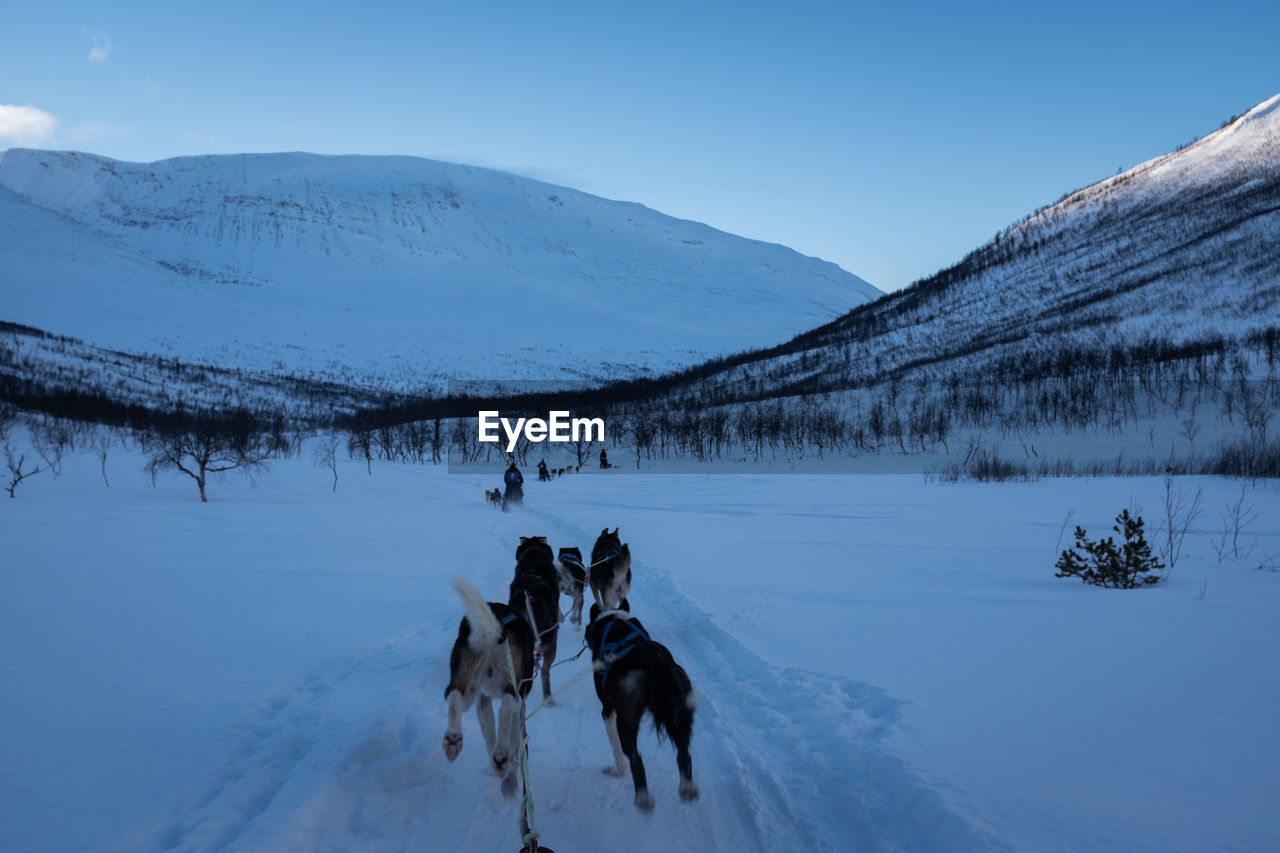 Sled dogs pulling through snowy path in rural norway. point of view.