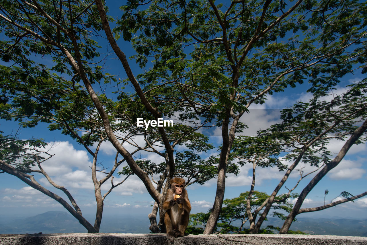 One macaque monkey sitting on a stone fencing eating a banana on the background of a nature