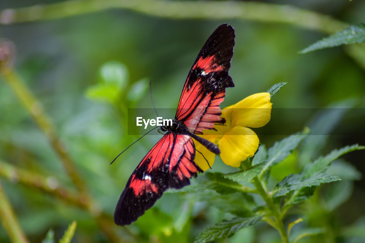 Close-up of butterfly pollinating on flower