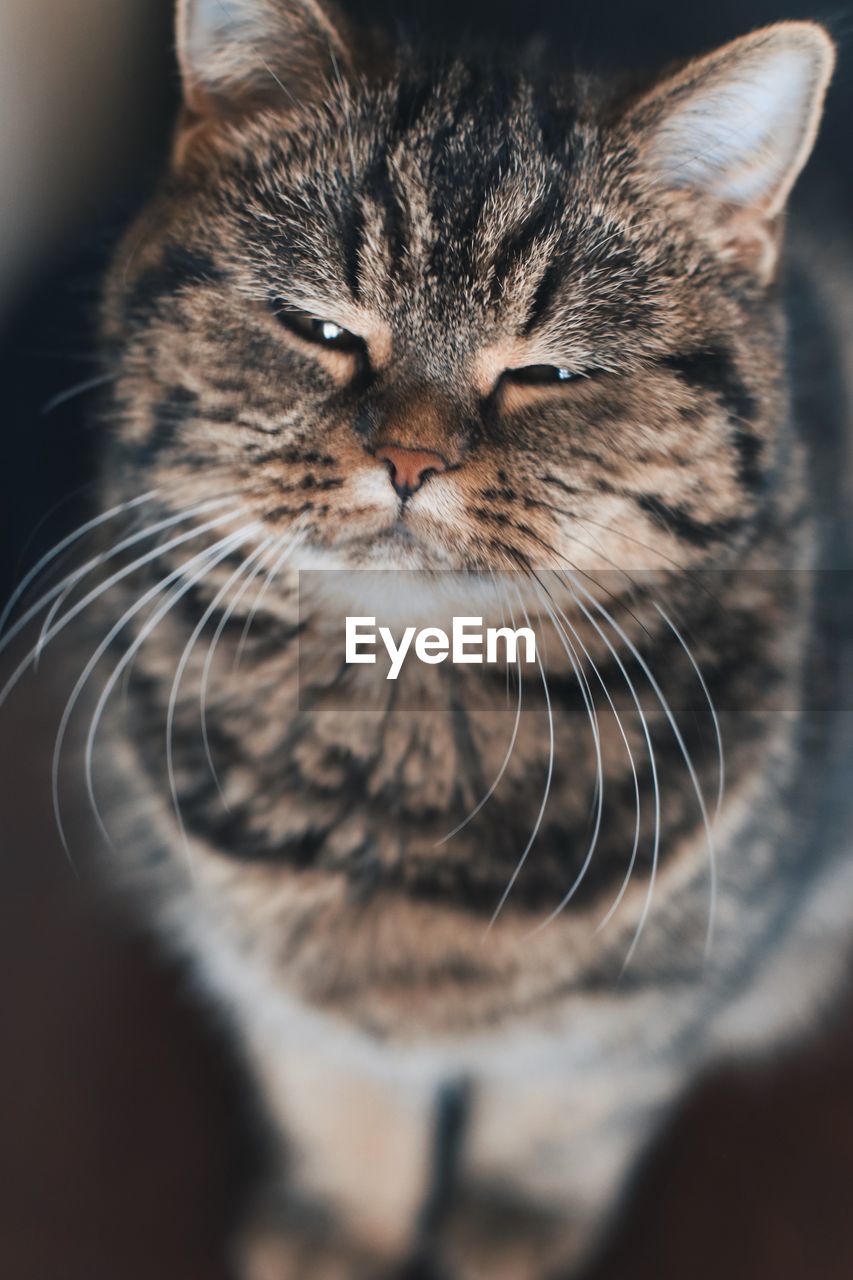 Close-up portrait of a cat