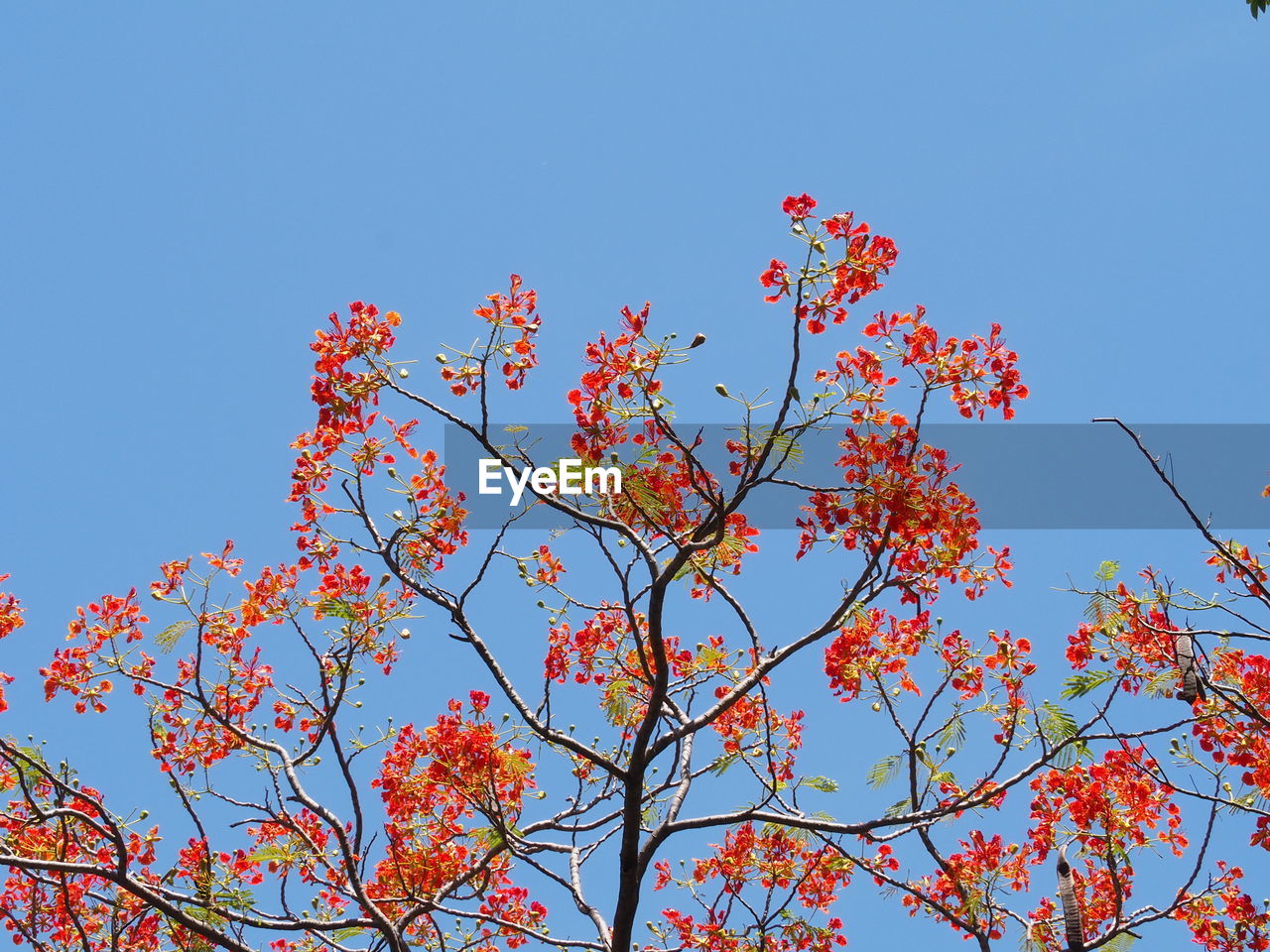 LOW ANGLE VIEW OF MAPLE TREE AGAINST BLUE SKY