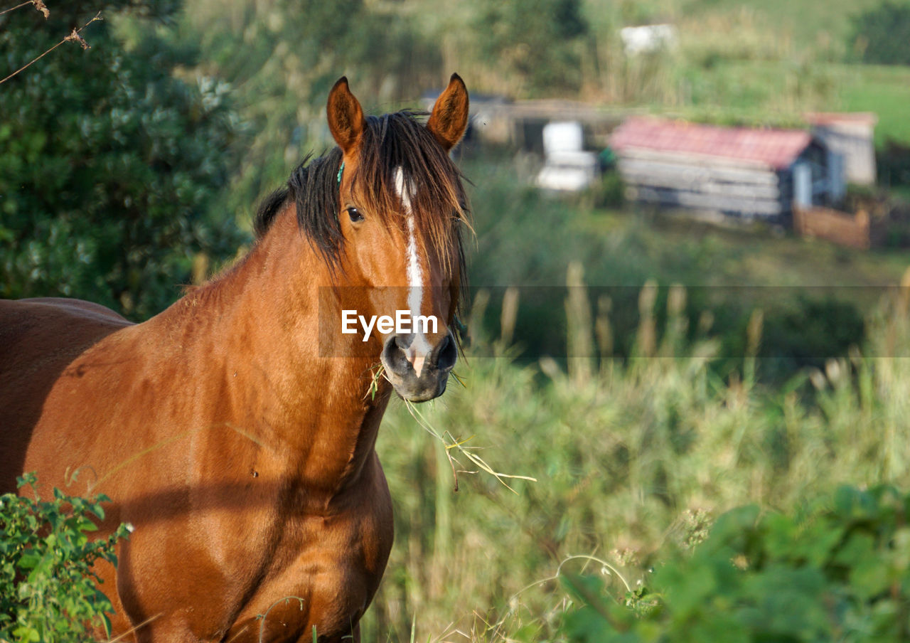 horse, animal themes, mammal, animal, domestic animals, animal wildlife, livestock, pasture, mare, pet, one animal, stallion, brown, plant, mane, nature, mustang horse, grass, meadow, field, land, no people, outdoors, portrait, herbivorous, day, farm, standing, landscape, agriculture, focus on foreground, grazing, rural area