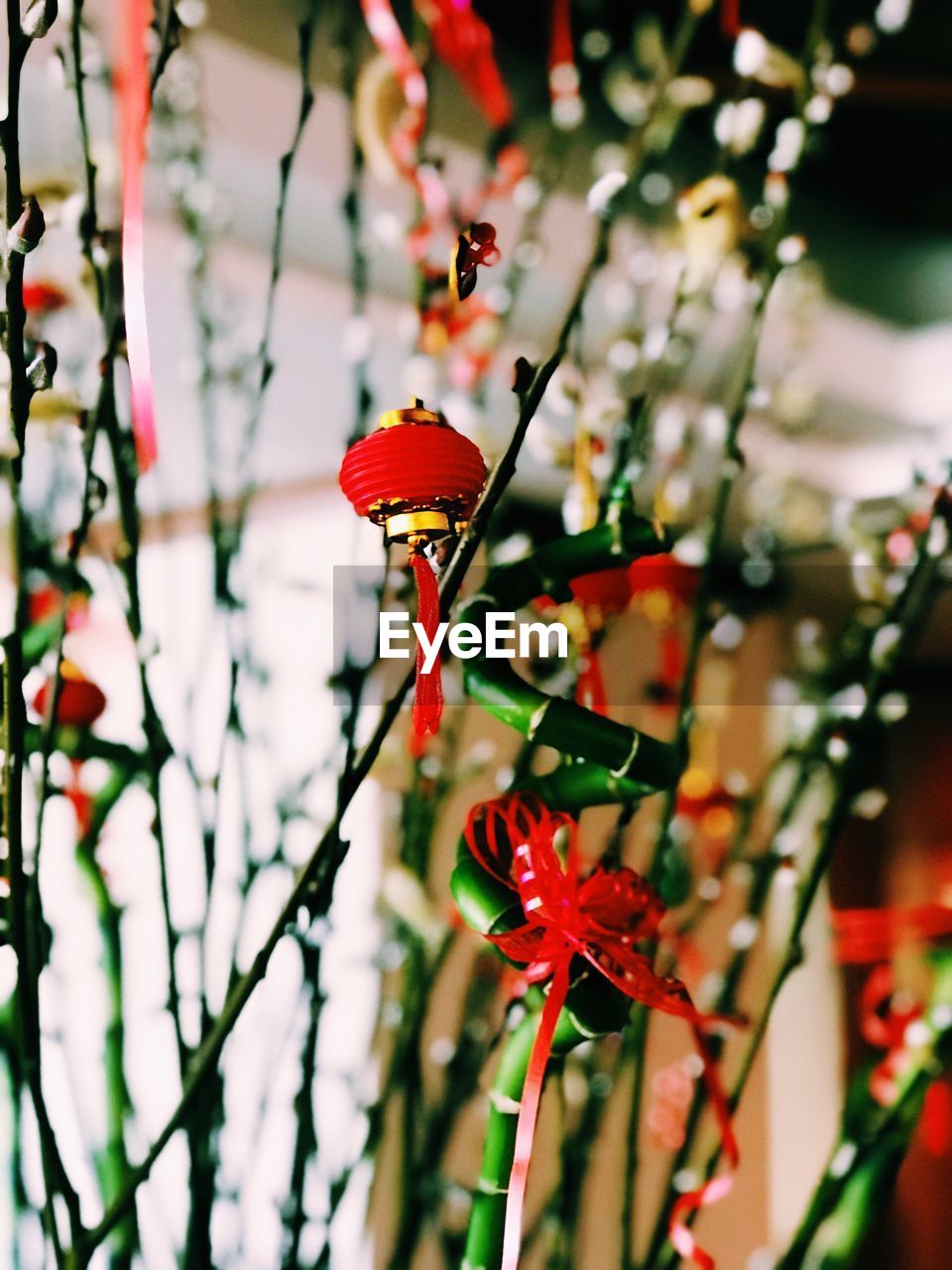 CLOSE-UP OF RED FLOWERS