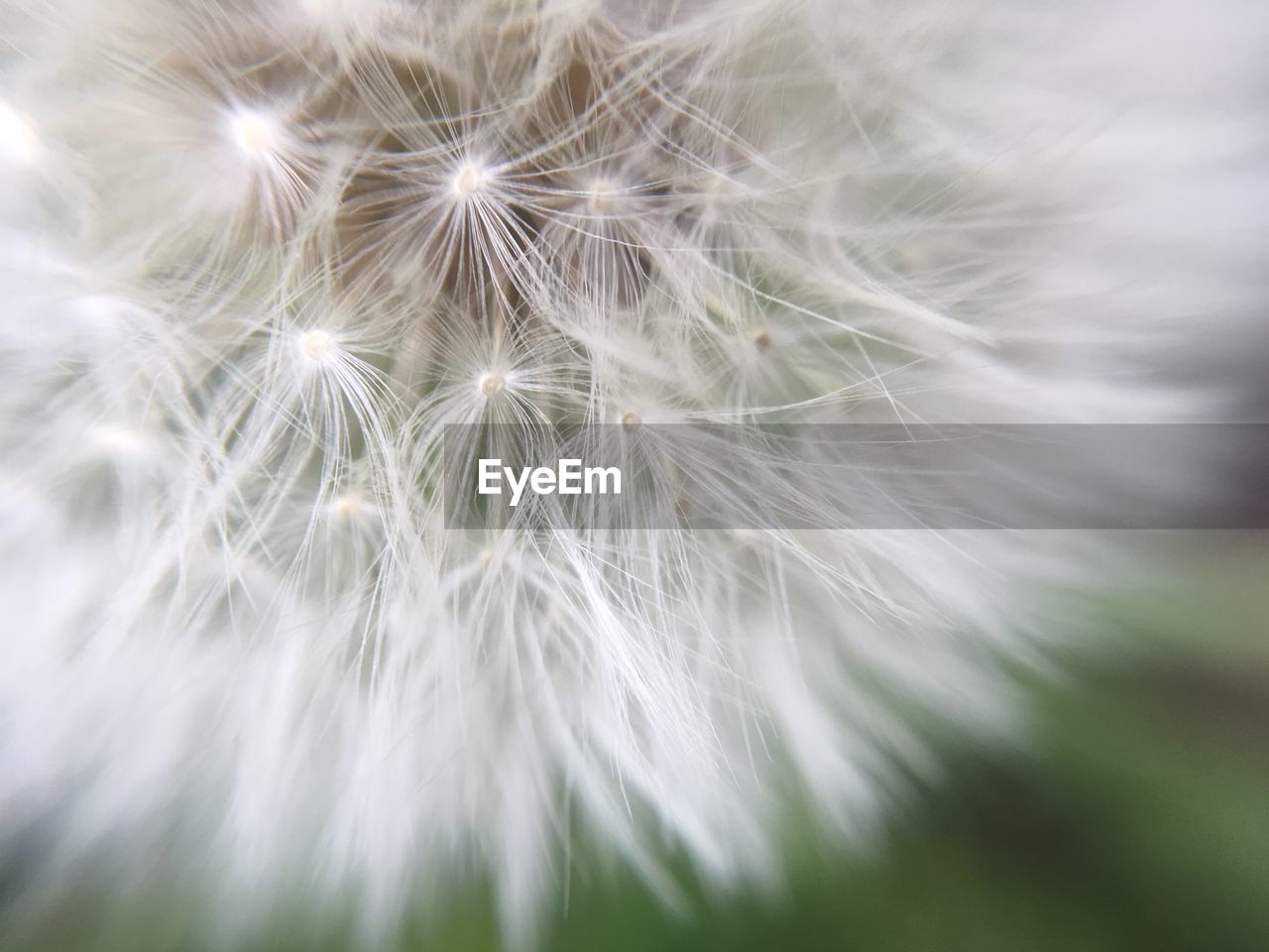 Close-up of dandelion on plant