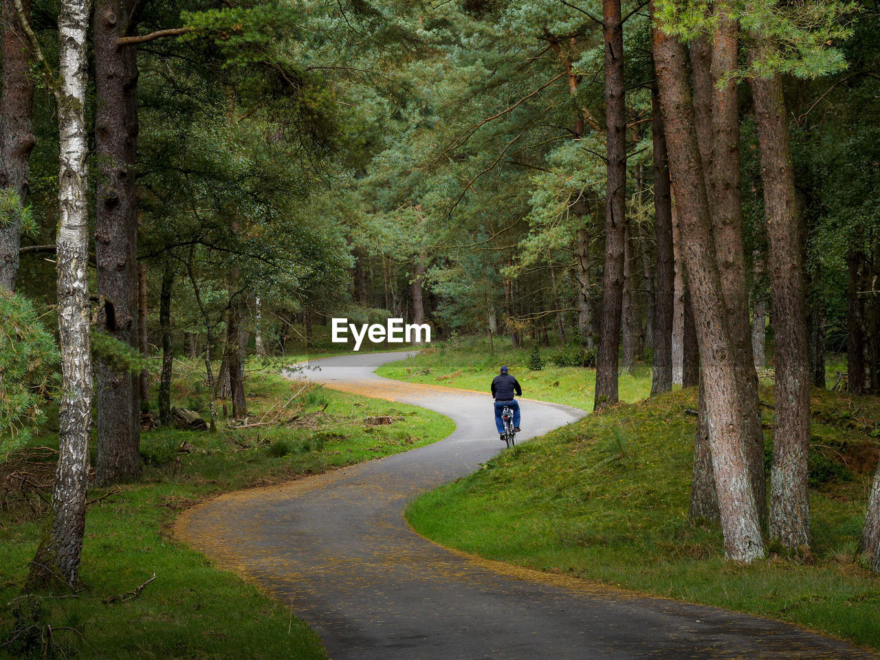 Rear view of man riding bicycle on road amidst trees in forest