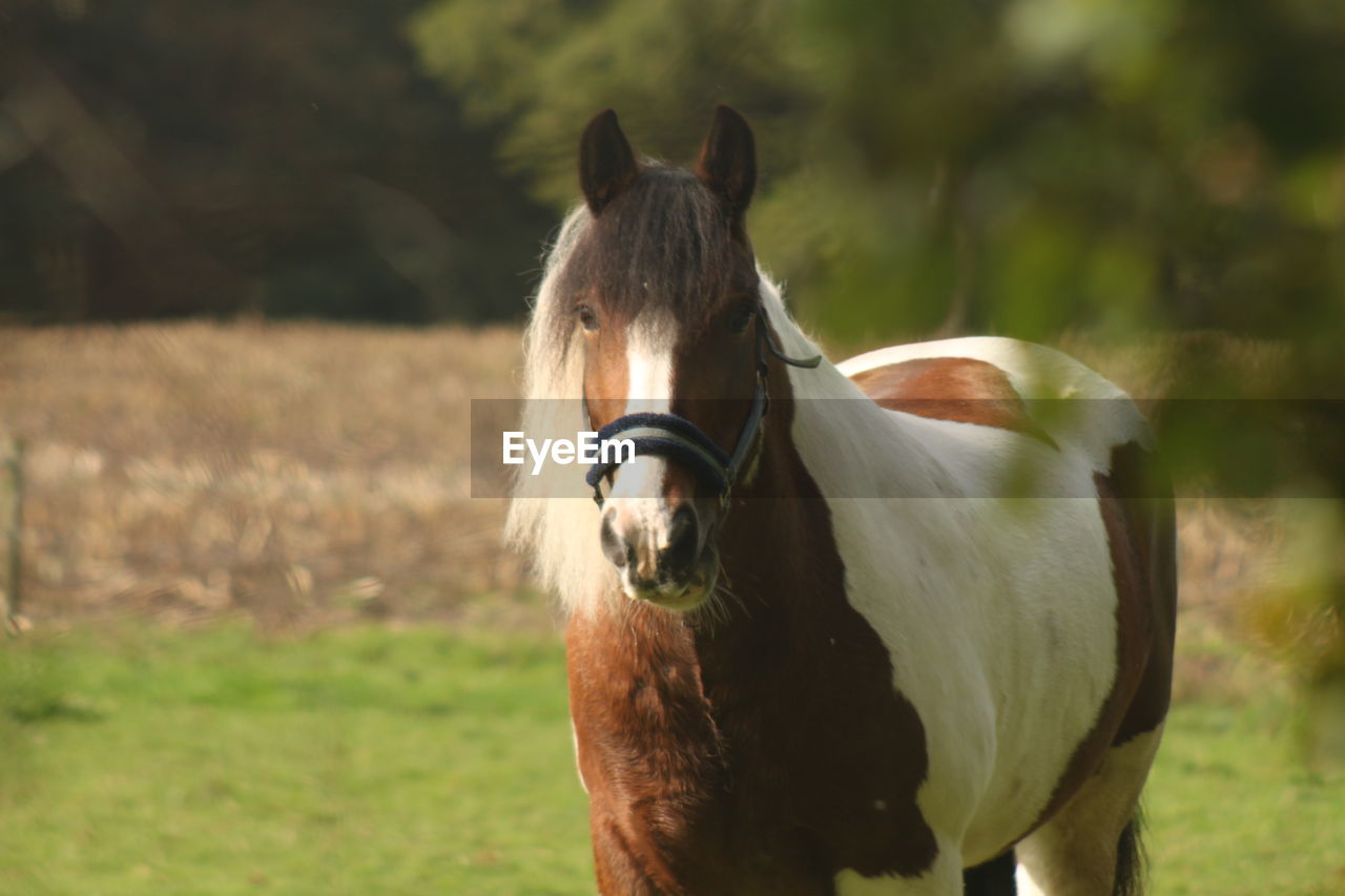 HORSE IN THE FIELD