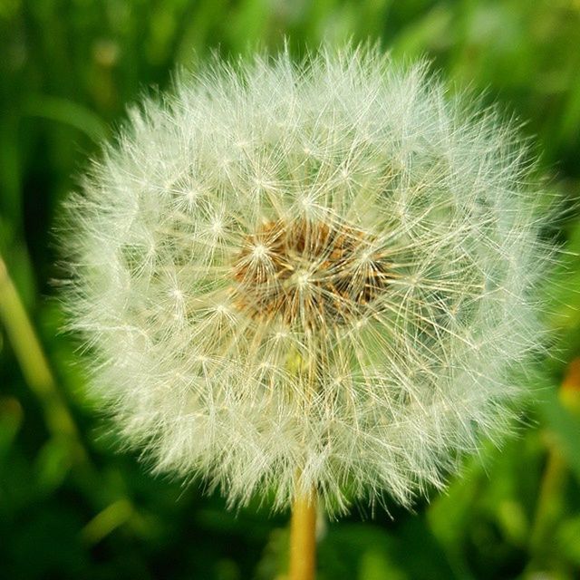 CLOSE-UP OF DANDELION FLOWERS